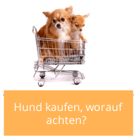 Artikelbild_Hund_kaufen