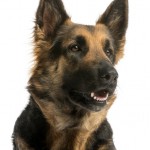 Deutscher Schäferhund