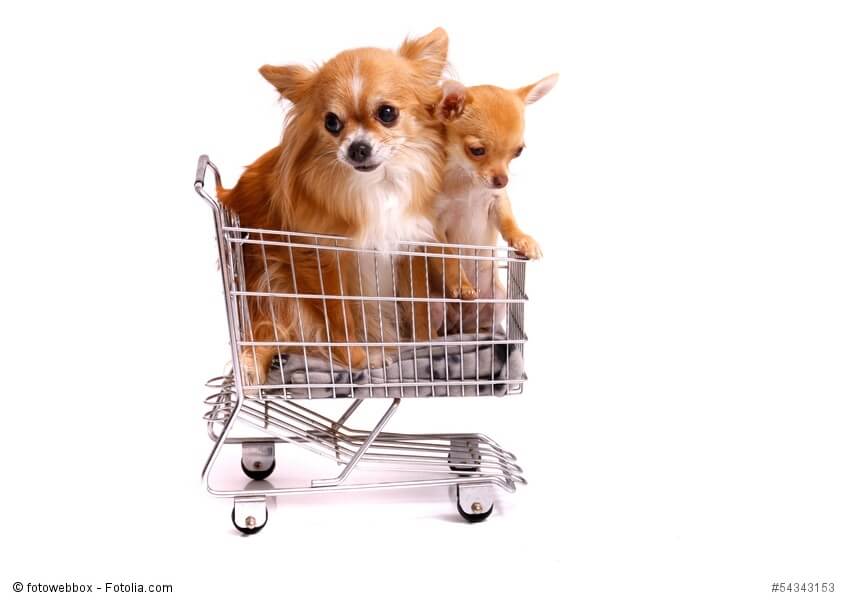 zwei kleine Hunde in einem kleinen Einkaufswagen