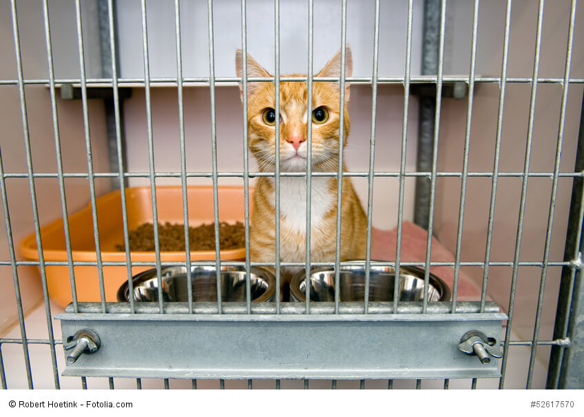Eine rotgetigerte Katze in einem Käfig in einem Tierheim