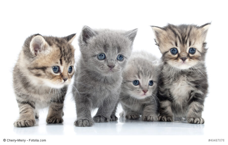 Eine Katze kaufen ist einfach, aber was sollte man beachten?