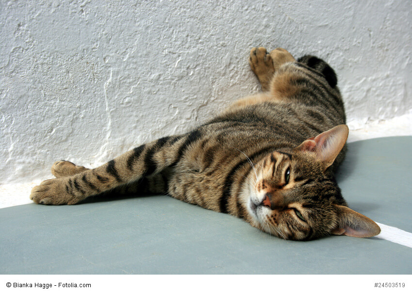 Schnurrende Katze im Sonnenbad