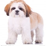 Shi Tzu