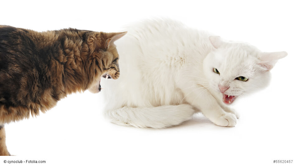 Streitende, wütende Katzen