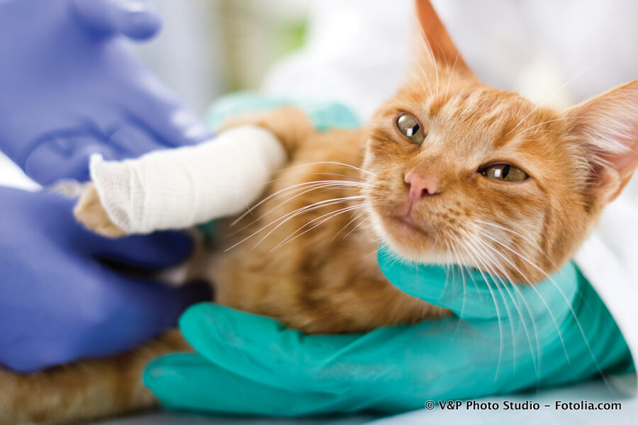 Kastration & Sterilisation bei Katzen
