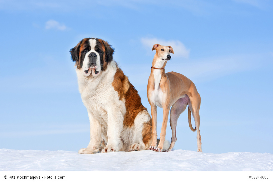 Ein Bernhardiner sitzt neben einem Windhund vor einem blauen Himmel