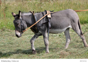 Esel als Lasttier