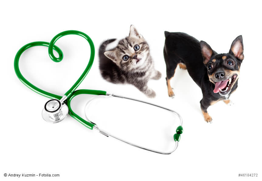 Ein Stethoskop bildet ein Herz neben dem eine Katze und ein Hund sitzen