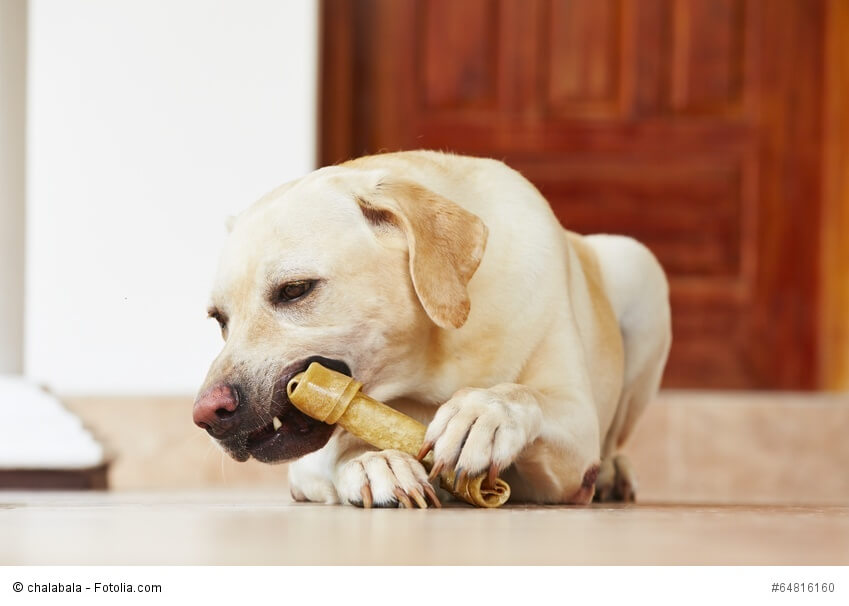 Ernährung Hund