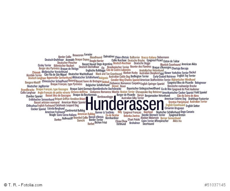 Eine Textwolke aus den verschiedenen Hunderassen