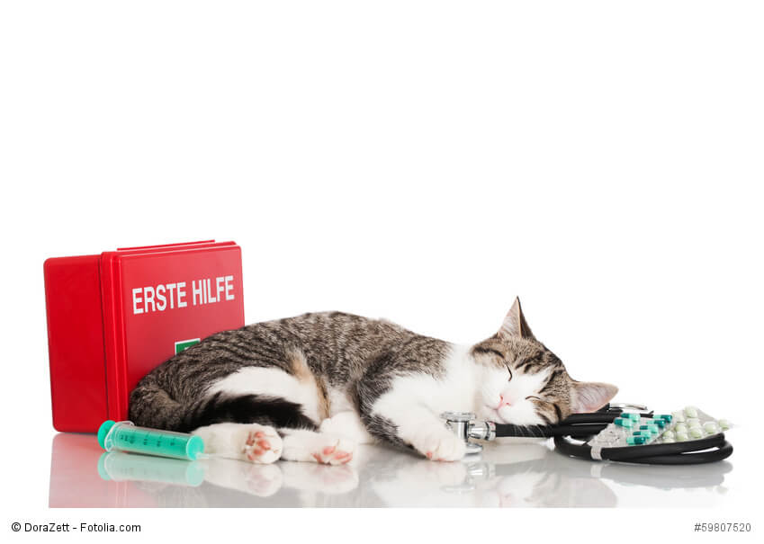 Katze mit Erste-Hilfe-Kasten