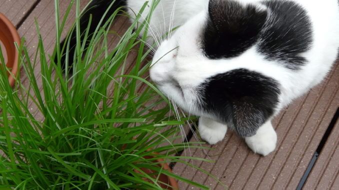 Katzengras dient der Nahrungsergänzung und hilft unterstützend beim Auswürgen von Haarbällen