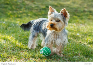 Yorkshire Terrier auf der Wiese