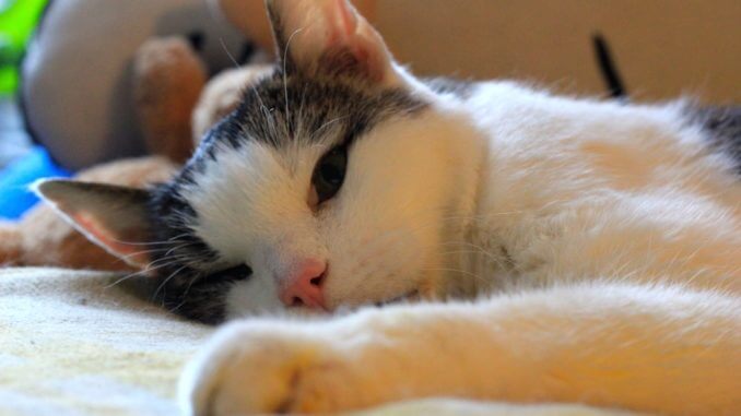 Ein Kater liegt entspannt auf einer Decke