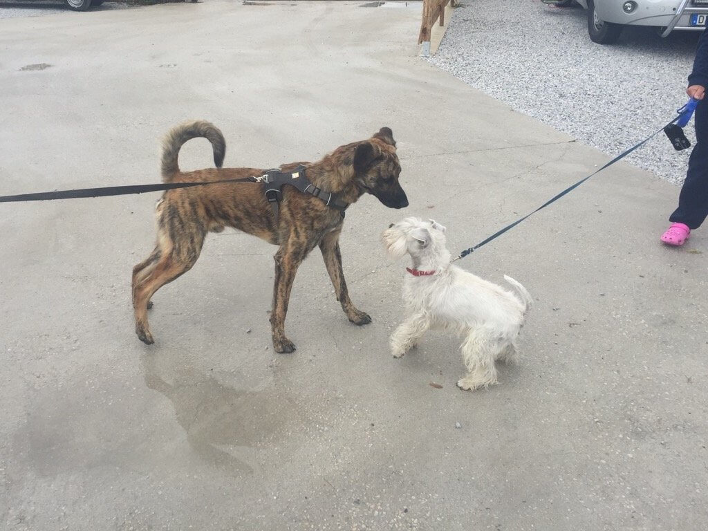 Ein junger Rüde steht an straffer Leine mit angespannter Körperhaltung vor einem weißen Terrier ebenfalls an straffer Leine und in angespannter Haltung