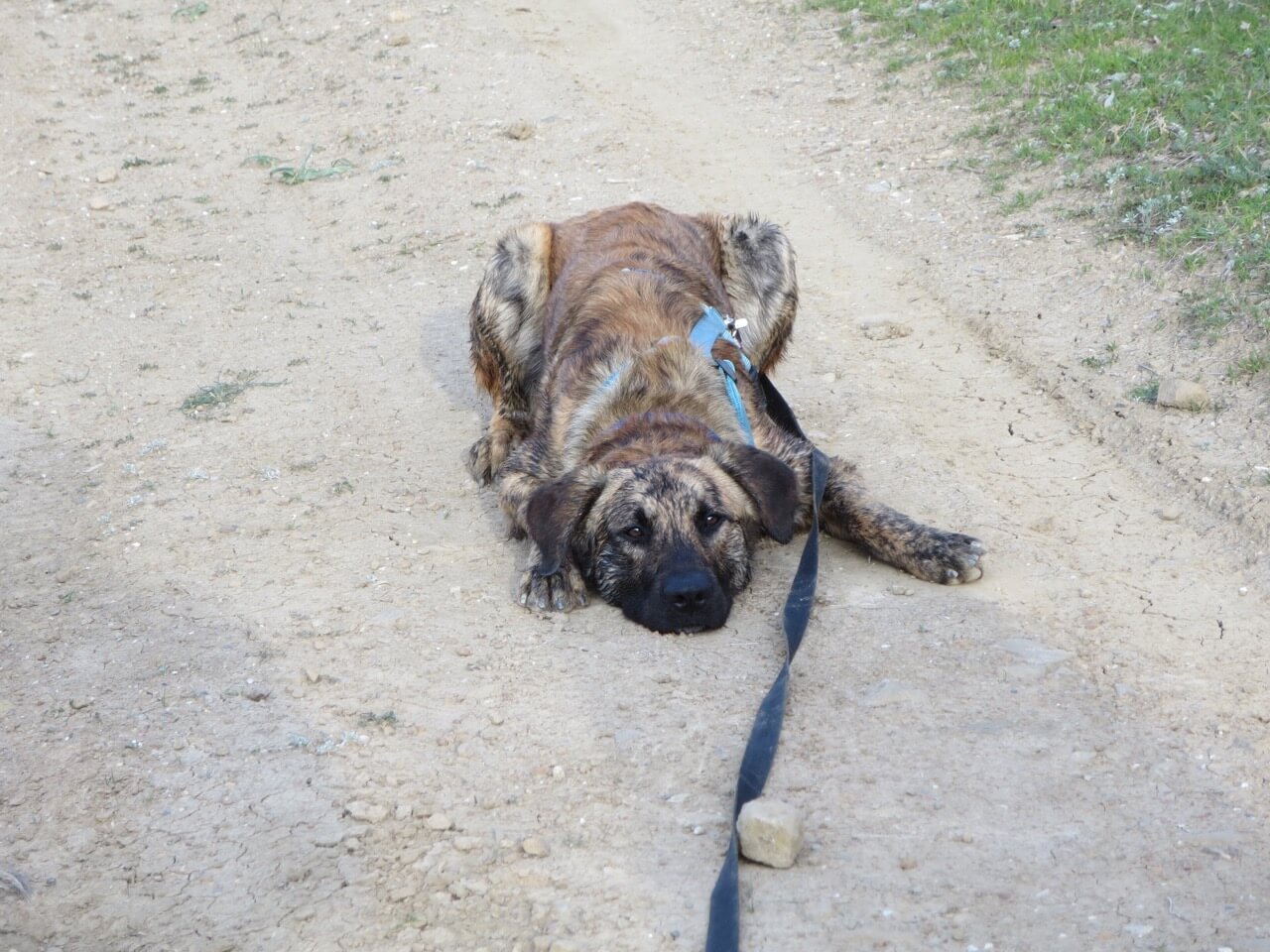 Ein Hund liegt wie eingefroren ganz platt auf dem Boden.