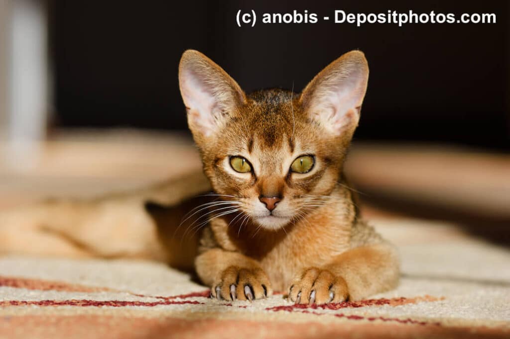 Junge Abessinier schaut in die Kamera, Fellfarbe Tabby getickt