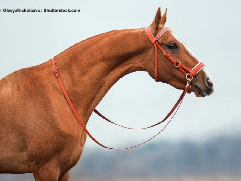 Achal-Tekkiner gebisslose Trense