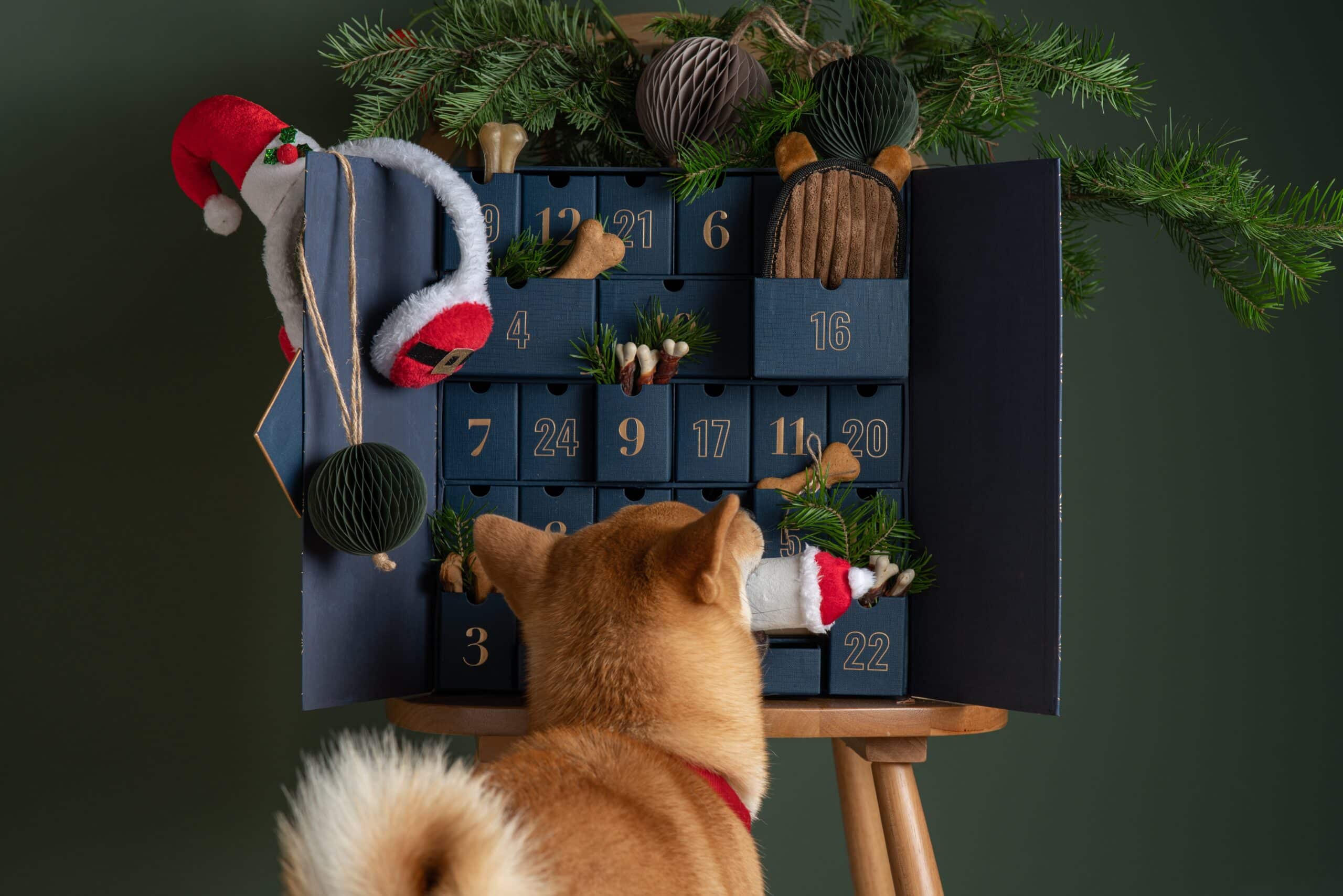 Hund steht vor einem Adventskalender. beschriftung lautet: Tierische Weihnachten: mit einem Hunde Adventskalender machst du deinem Vierbeiner vielfach eine Freude.