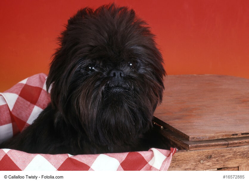Affenpinscher Steckbrief
