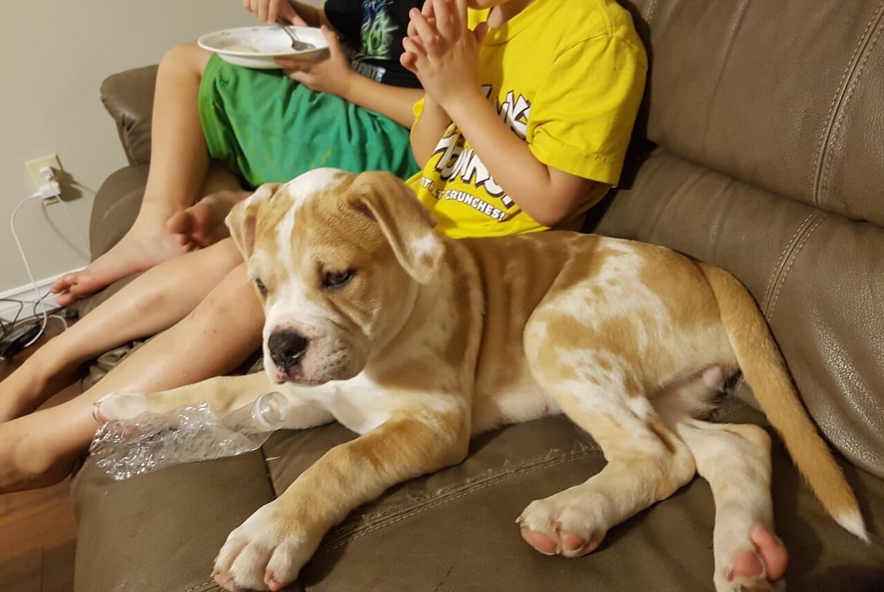 Alapaha Blue Blood Bulldog Welpe