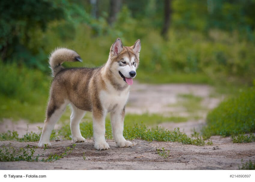 Freilaufender junger Alaskan Malamute im Wald