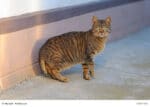 American Bobtail Steckbrief