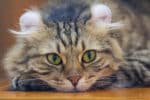 American Curl