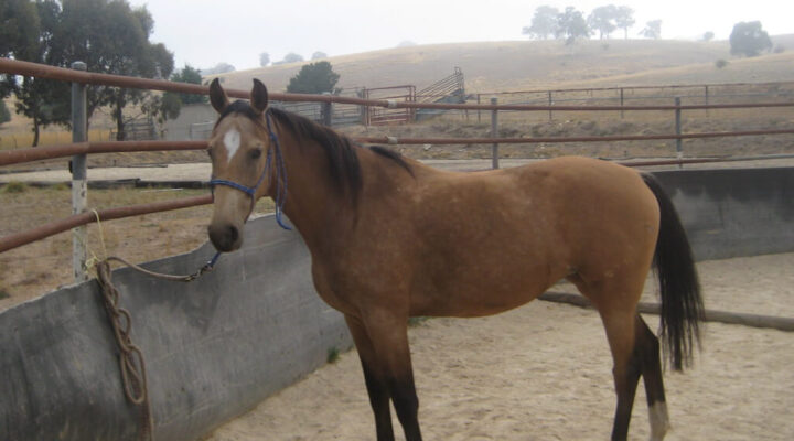 American Saddlebred