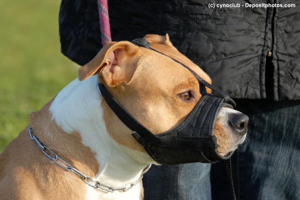 Seitliches Portrait eines American Staffordshire Terrier mit Maulkorb
