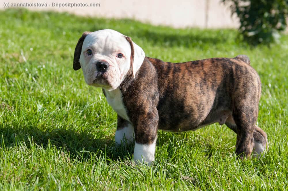 American Bulldog Welpe steht auf Wiese