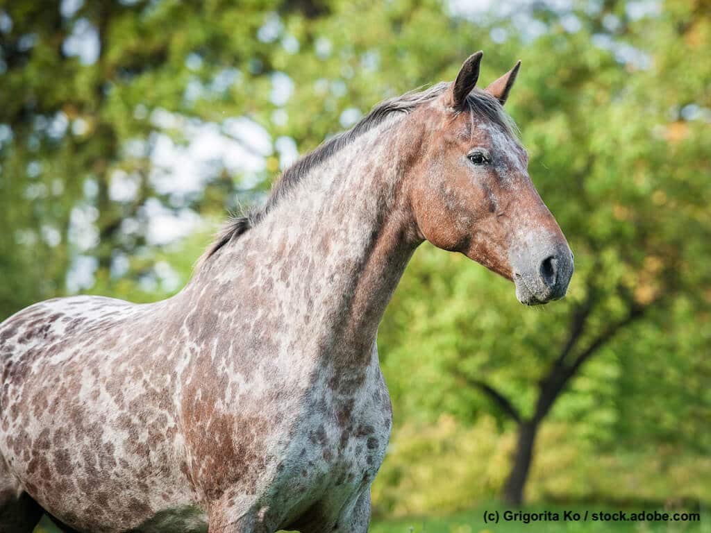 Appaloosa Steckbrief