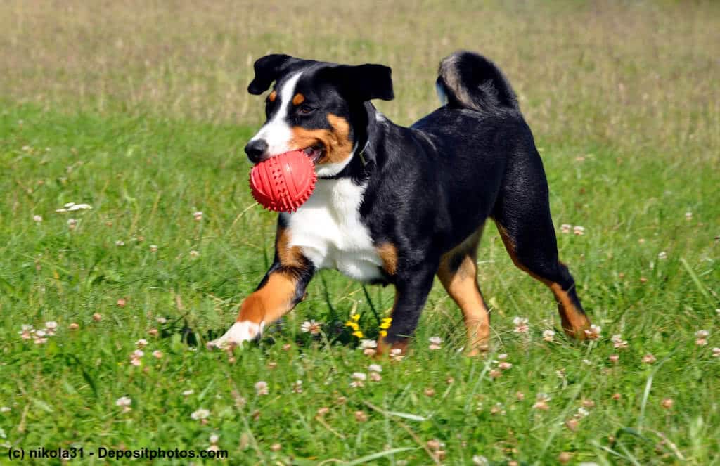 Fröhlicher Appenzeller Sennenhund auf einer Wiese