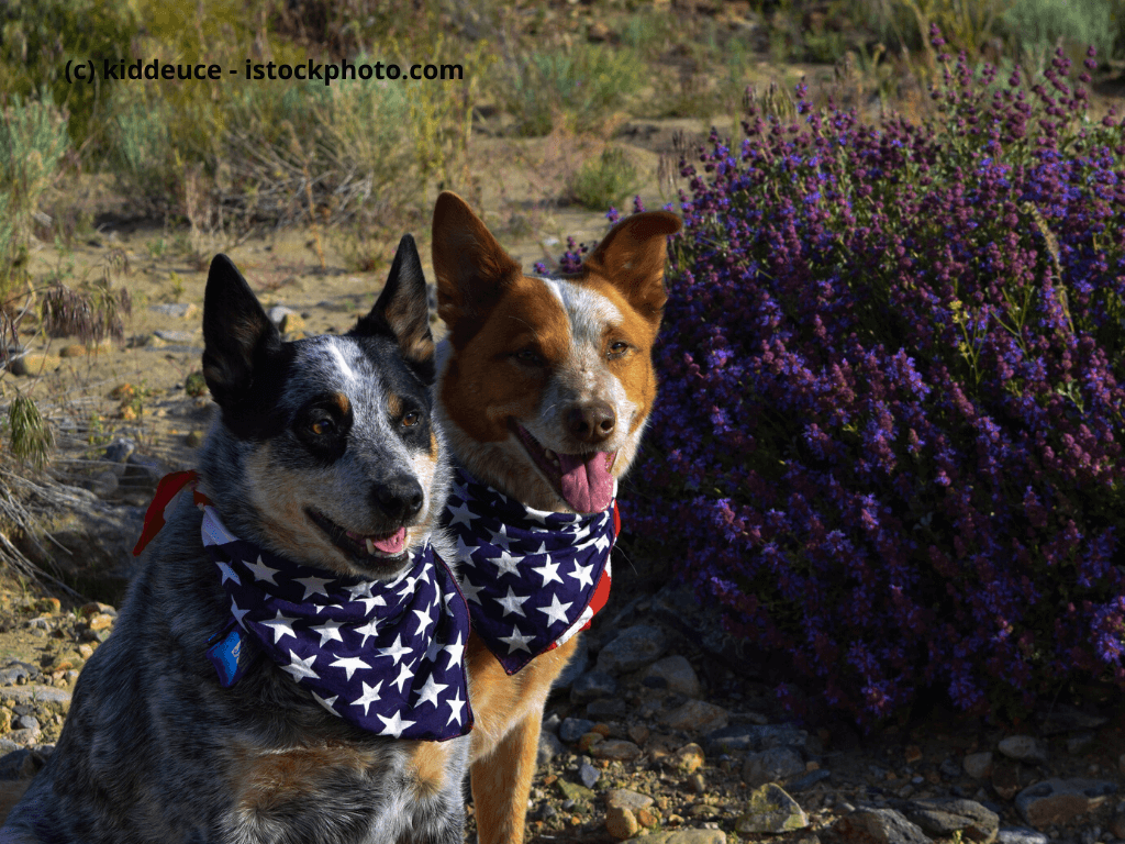 Australian Cattledog Steckbrief
