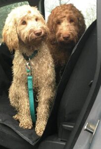 Zwei Hunde sitzen auf der Rückbank eines Autos auf einer Autoschondecke und schauen aus der geöffneten Seitentür