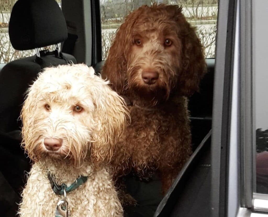 Zwei nasse, dreckige Hunde sitzen auf der Rückbank eines Autos auf einer Autoschondecke