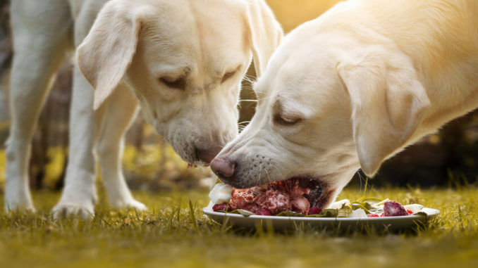 Wie gut ist warfen wirklich? Zwei junge, helle Labradore futtern frisches Fleisch