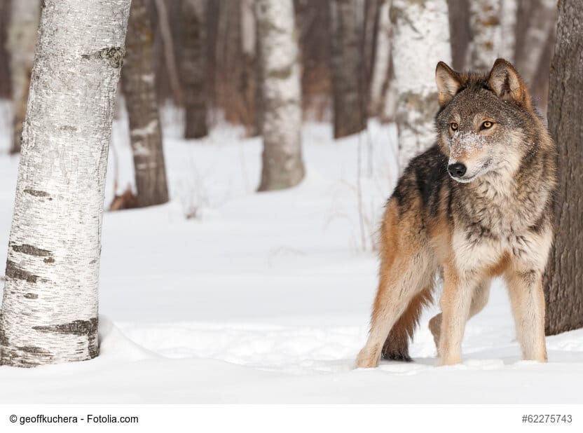 Grau-Brauner Wolf steht zwischen Bäumen im Schnee