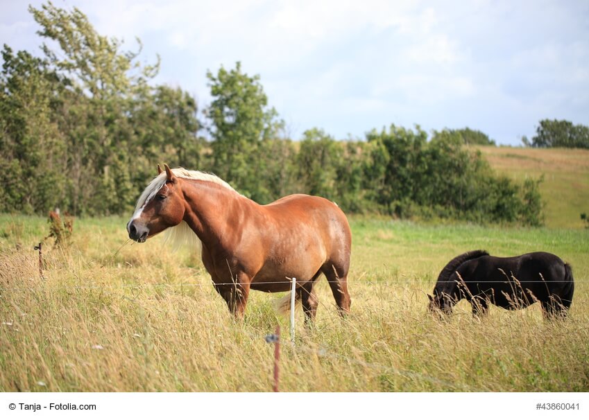 Rundes Pferd bedeutet nicht gleich dickes Pferd