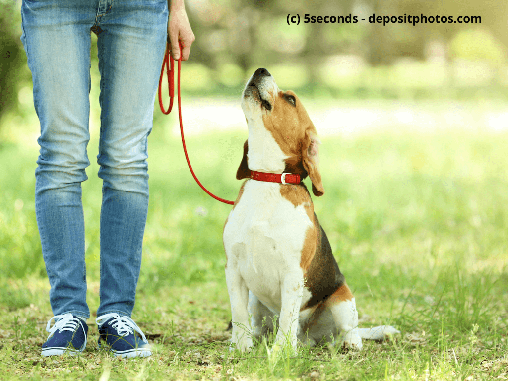 Beagle beim Spaziergang im Park