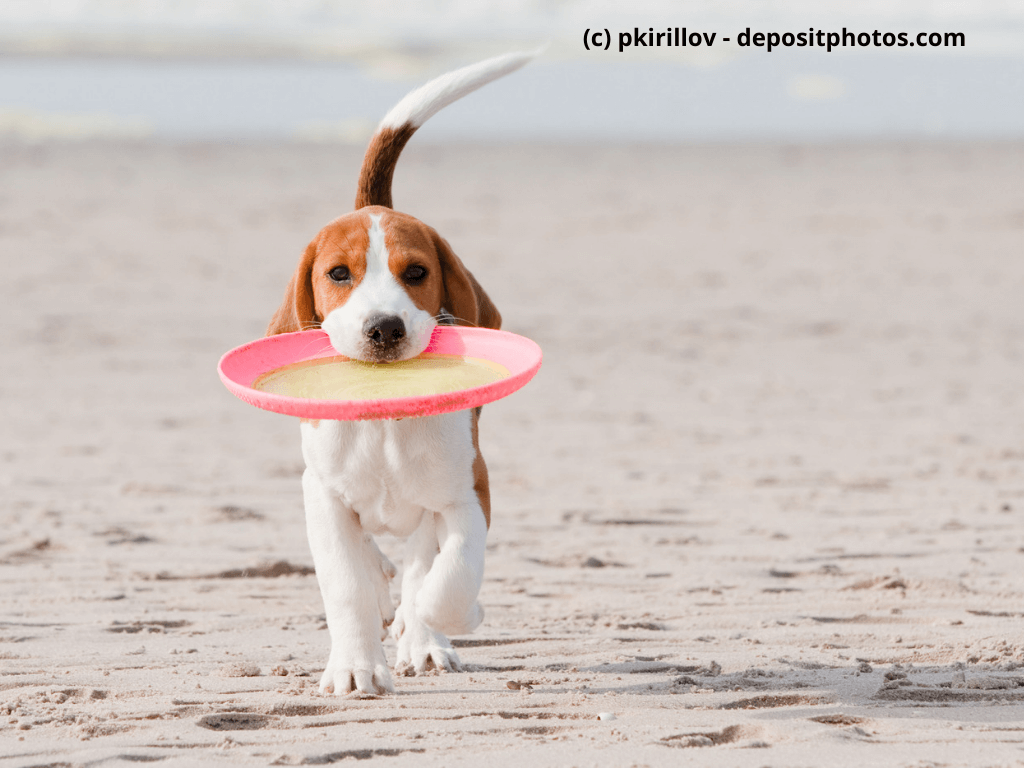 Beagle spielt mit Frisbee am Strand