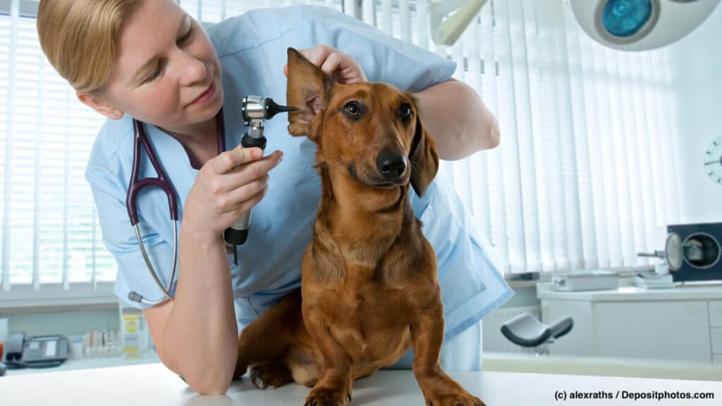 Auch ein kerngesunder Hund kann plötzlich krank werden – dann springt bei den Tierarztkosten die Hundekrankenversicherung ein.