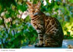 Bengal Steckbrief