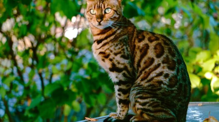 Bengalkatze