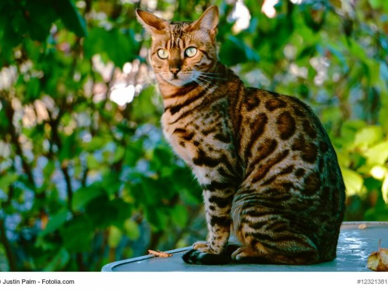 Bengal Steckbrief