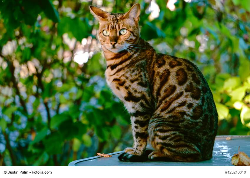 Bengal Steckbrief