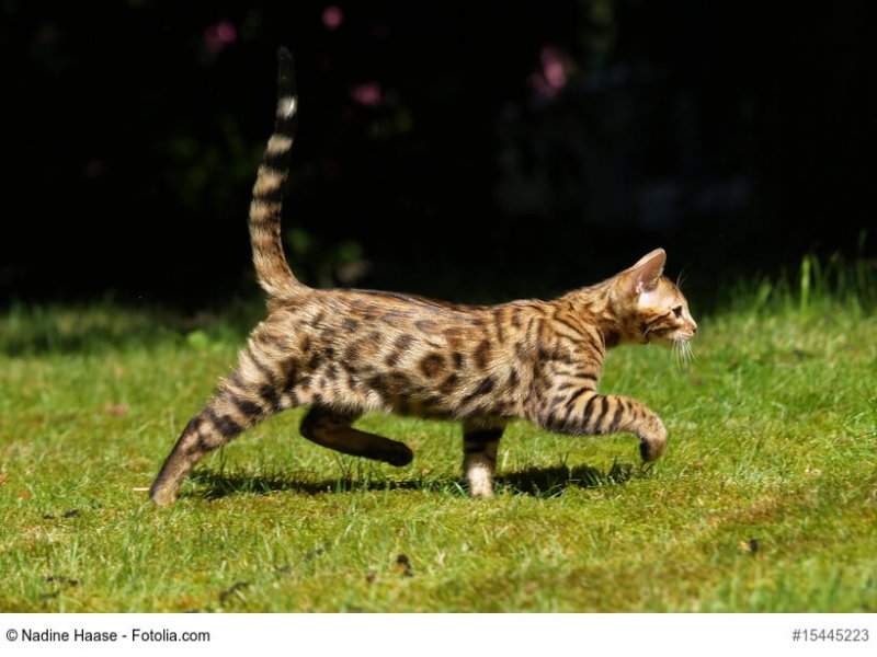 Trabende Bengalkatze Fellfarbe Rosettenmuster