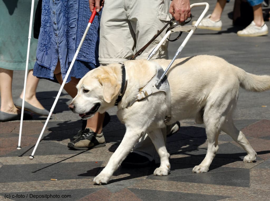 Blindenhund in der Stadt