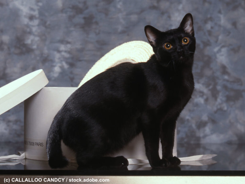 Bombay Katze