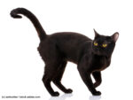 Bombay Katze Steckbrief
